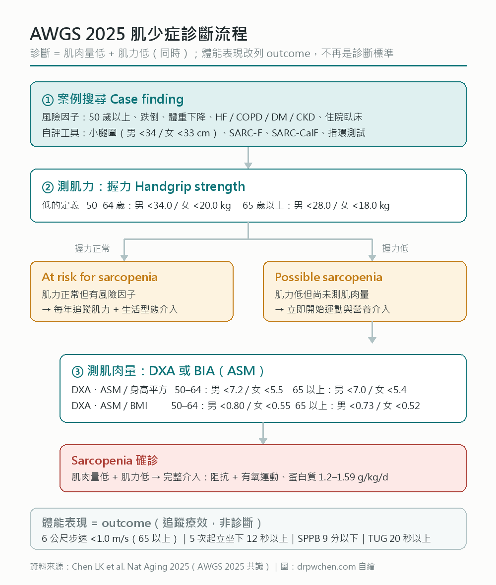 AWGS 2025 肌少症診斷流程：案例搜尋、量握力、量肌肉量，分為 at risk、possible sarcopenia、sarcopenia 三類